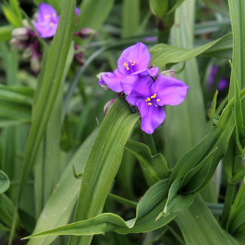 Tradescantia x andersoniana Concord Grape (Foliage)