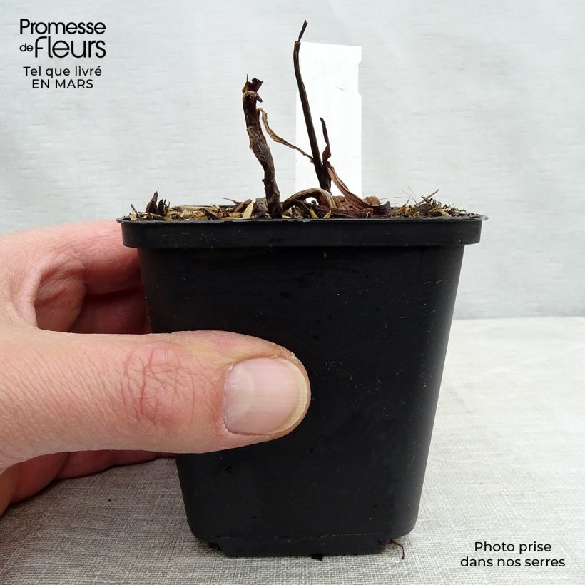 Tradescantia andersoniana Zwanenburg Blue - Spiderwort 8/9 cm pot sample as delivered in spring