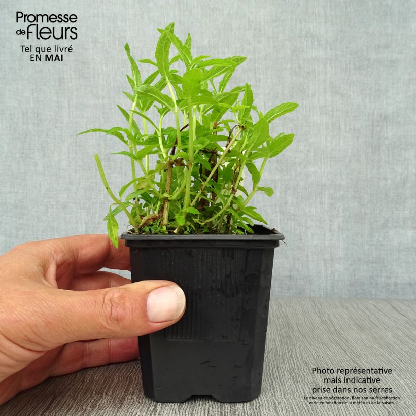 Stachys palustris 8/9 cm pot sample as delivered in spring