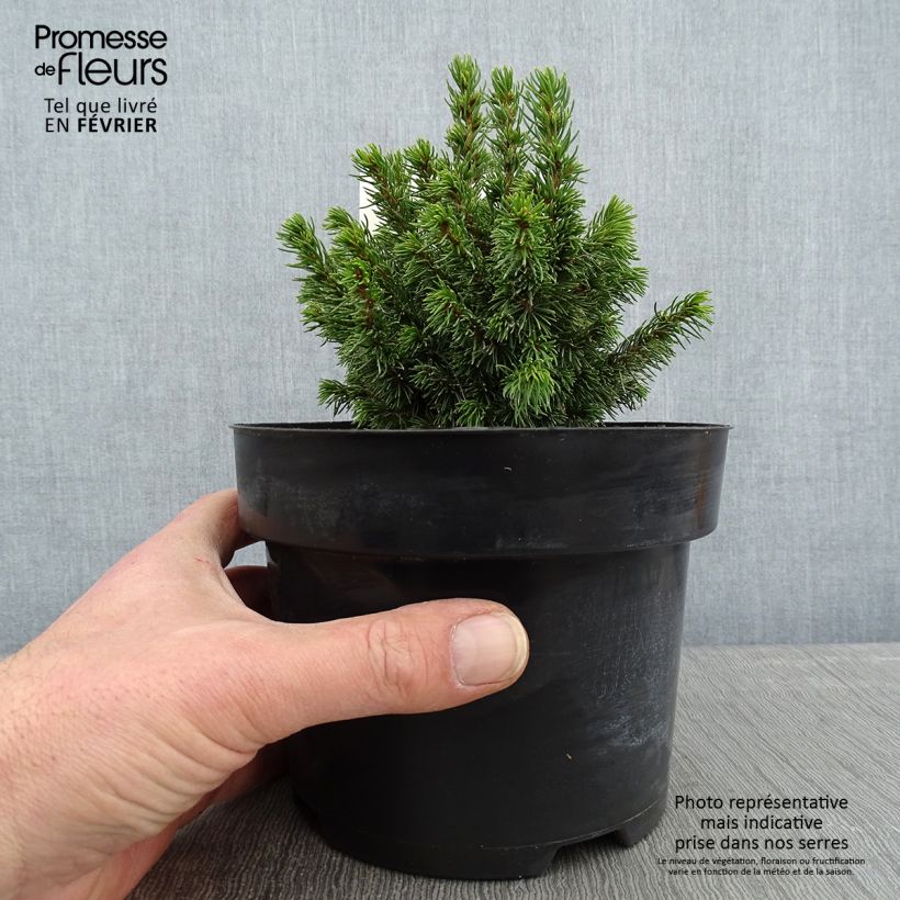 Picea glauca Jalako Gold - White Spruce 2L/3L pot sample as delivered in winter