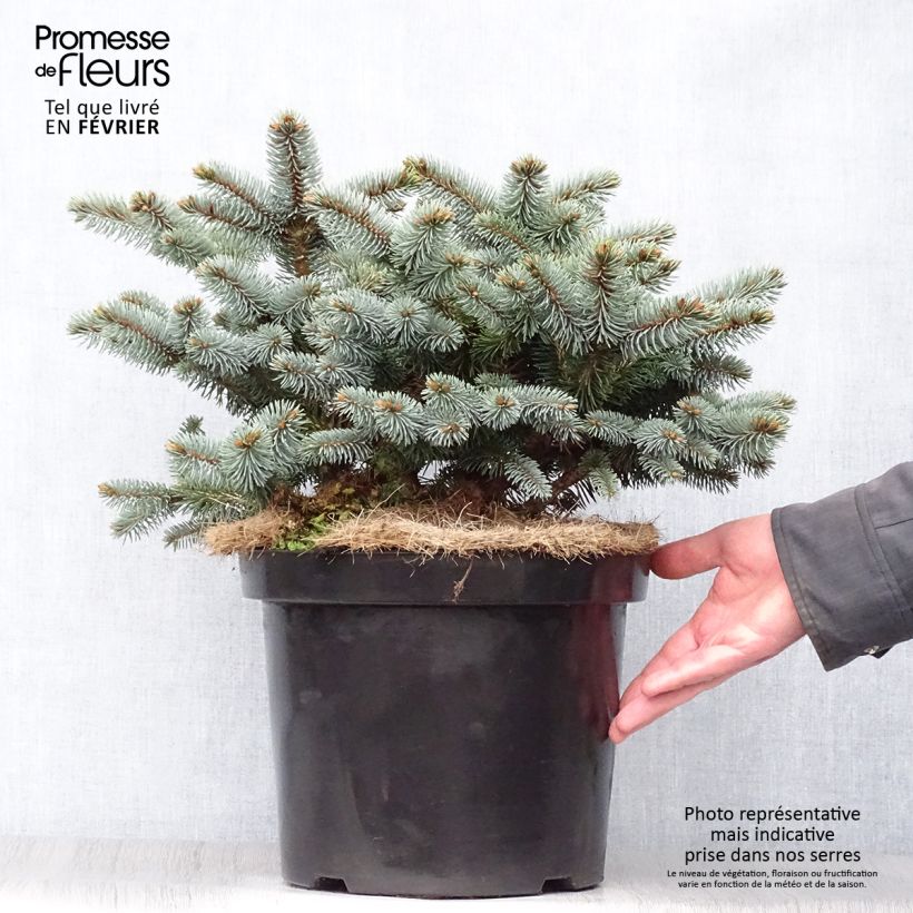 Blue Spruce - Picea pungens Glauca Globosa 4L/5L pot sample as delivered in winter