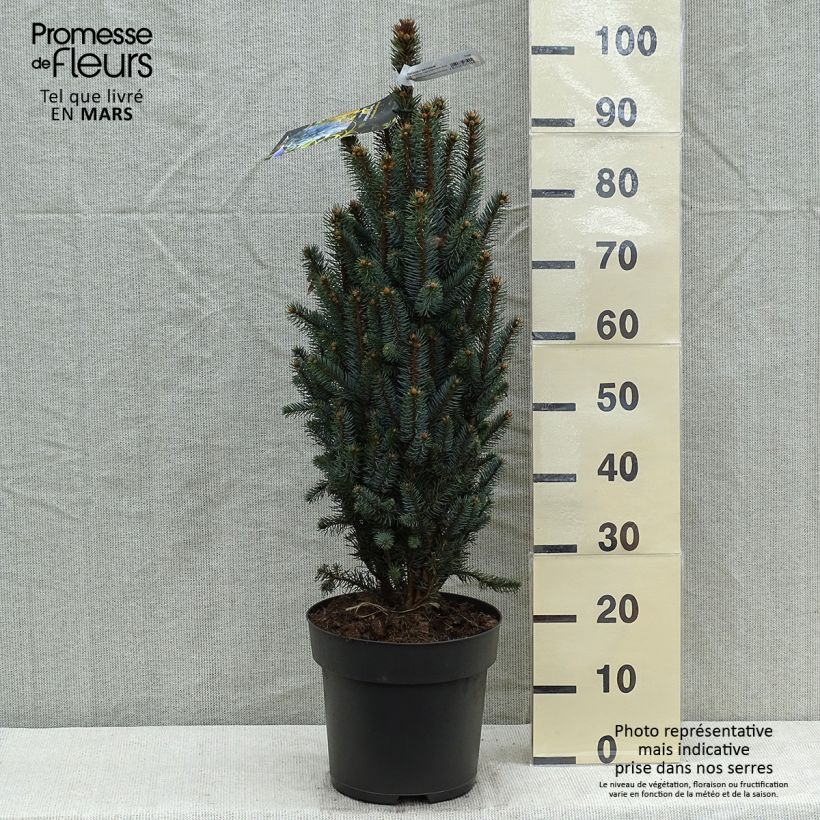Picea pungens Iseli Fastigiate - Blue Spruce Each sample as delivered in spring