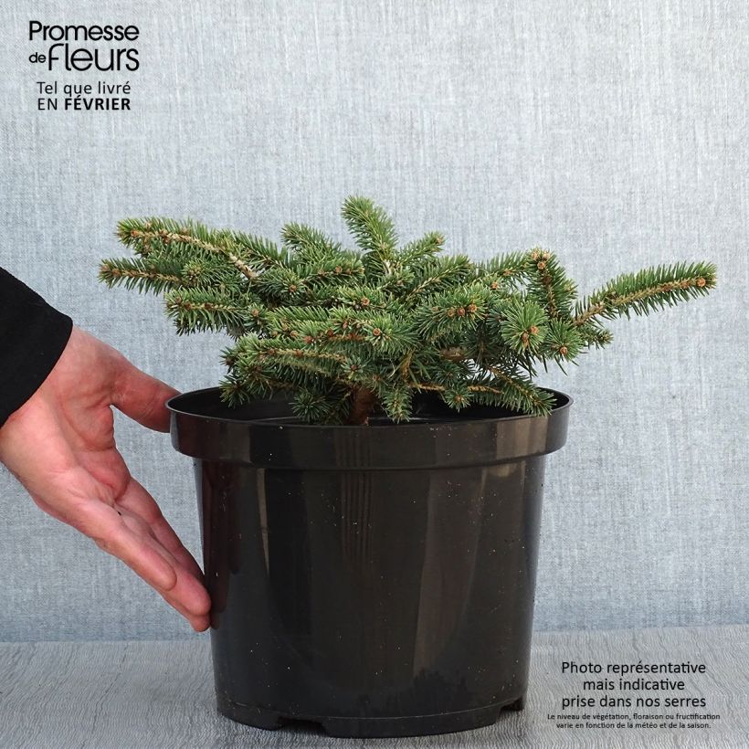 Picea pungens Sonia - Blue Spruce 4L/5L pot sample as delivered in winter