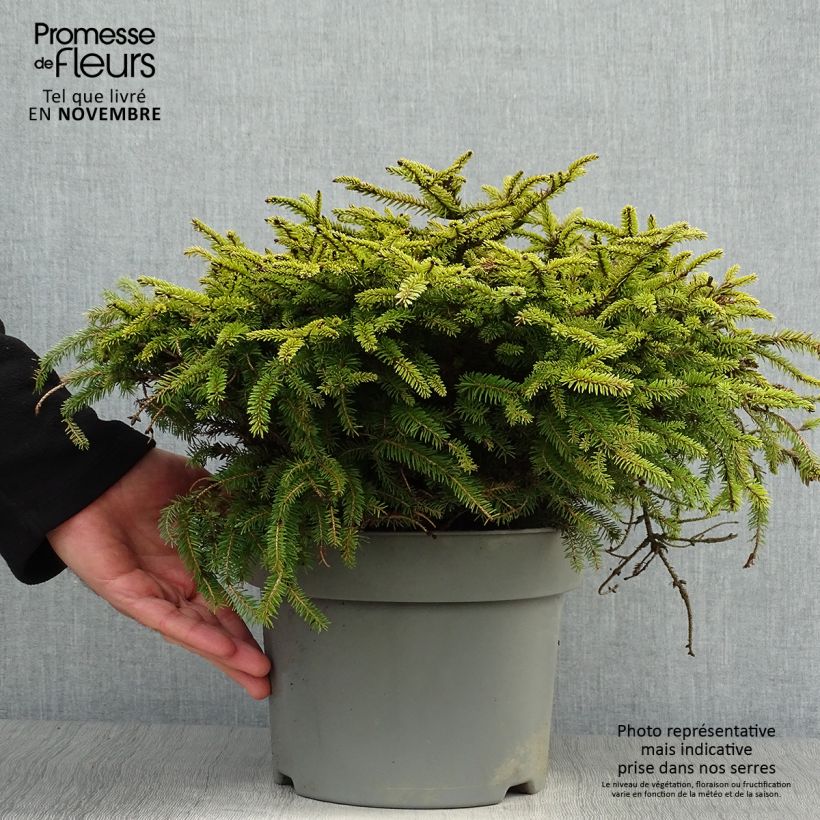 Picea abies Nidiformis - Norway Spruce 2L/3L pot sample as delivered in autumn