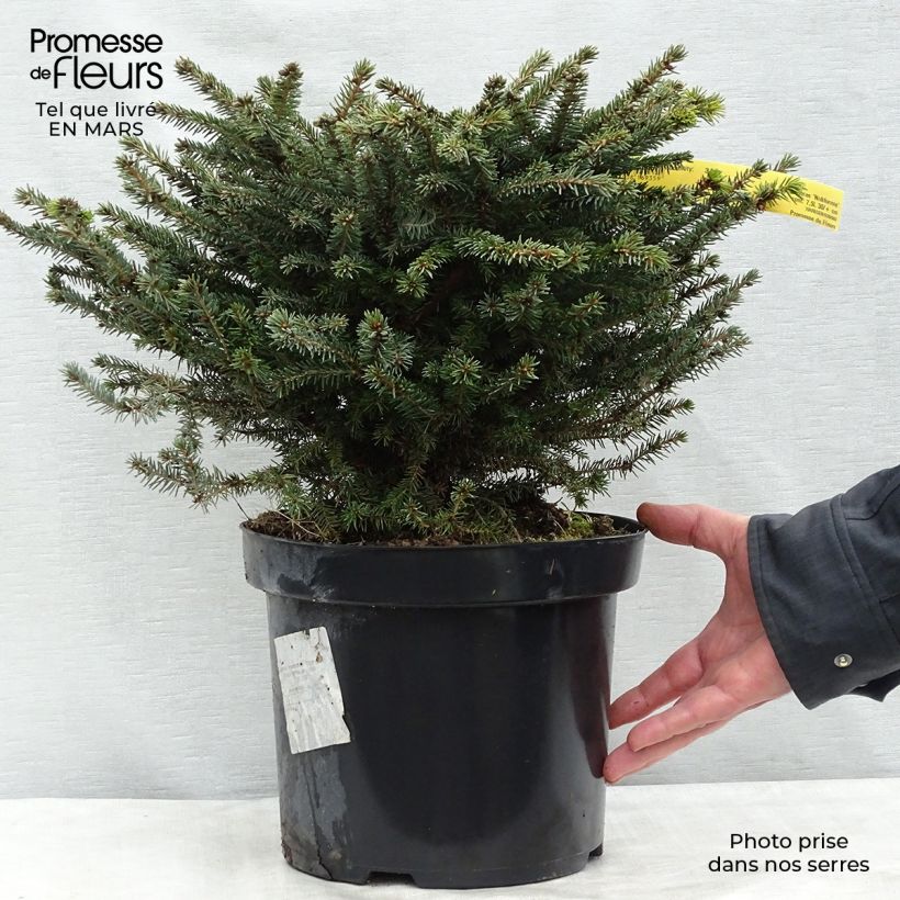 Picea abies Nidiformis - Norway Spruce 7.5L/10L pot sample as delivered in winter