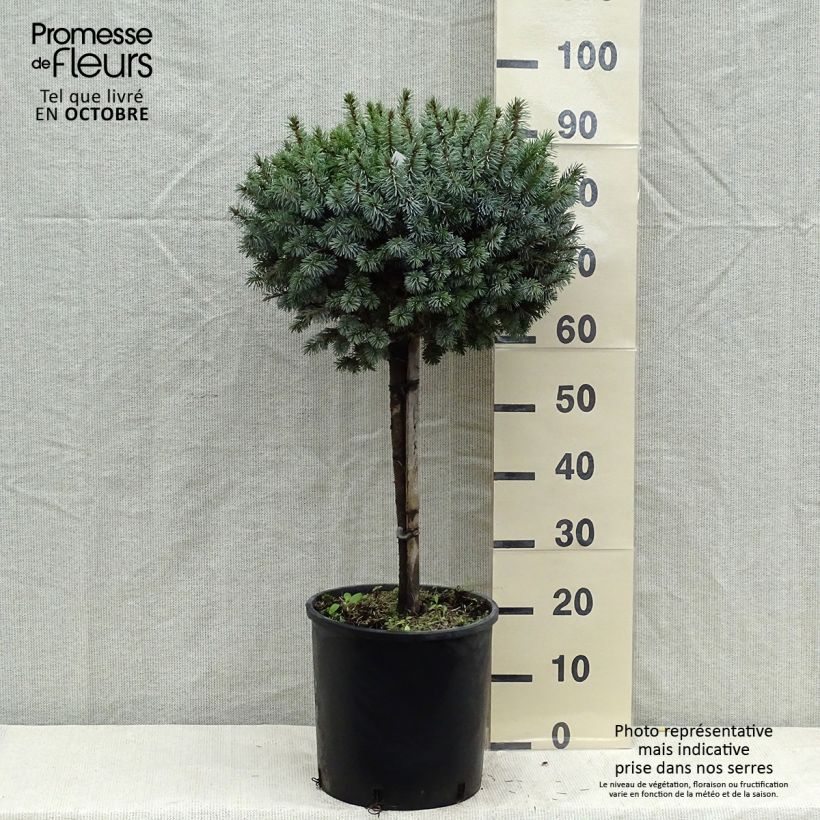 Picea sitchensis Silberzwerg - Sitka Spruce 7.5L/10L pot sample as delivered in autumn