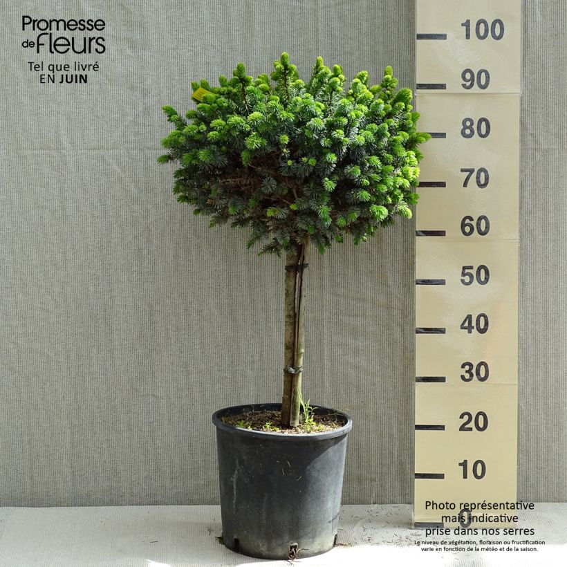 Picea sitchensis Silberzwerg - Sitka Spruce 7.5L/10L pot, Standard sample as delivered in spring