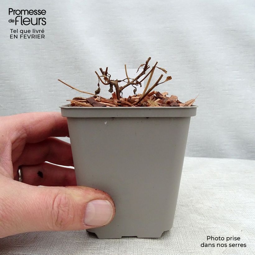 Epilobium angustifolium Album 8/9 cm pot sample as delivered in winter