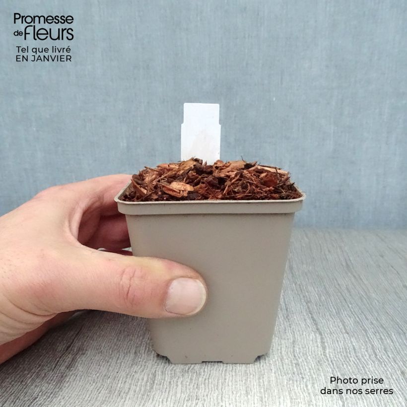 Epilobium angustifolium Stahl Rose 8/9 cm pot sample as delivered in winter