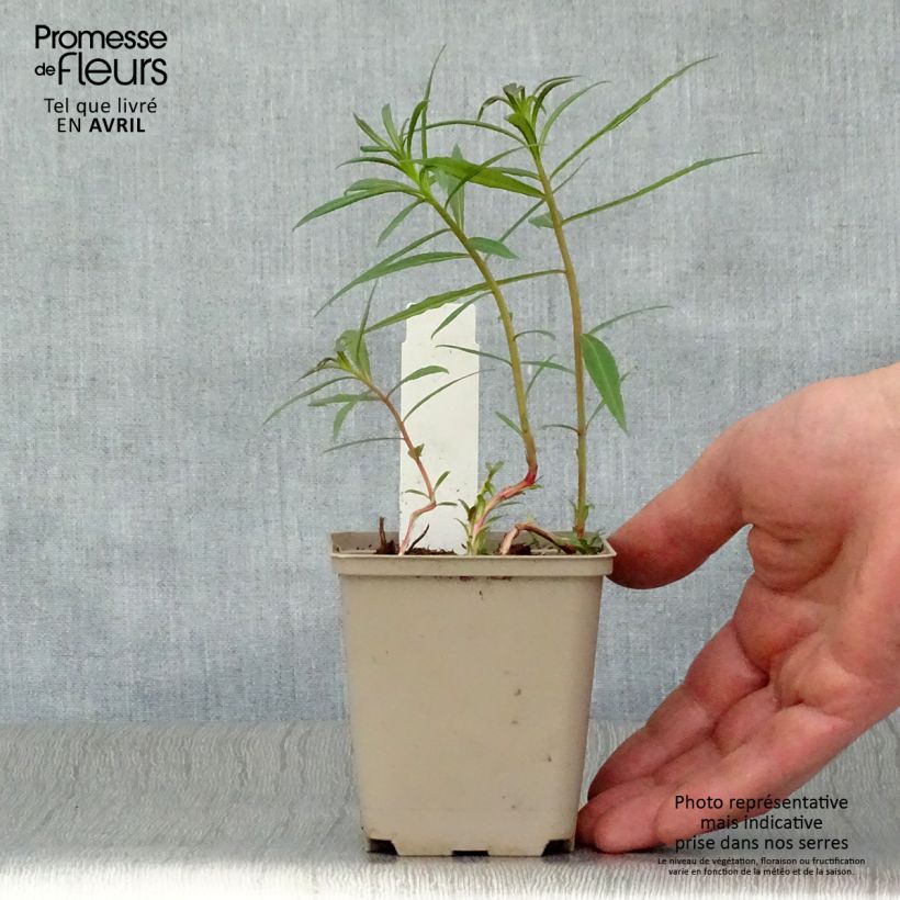 Epilobium angustifolium Stahl Rose 8/9 cm pot sample as delivered in spring