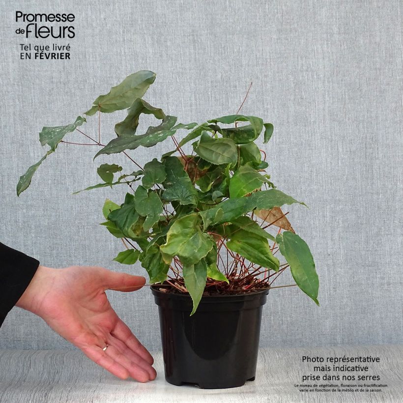 Epimedium Elenwe - Barrenwort 1.5L/2L pot sample as delivered in winter