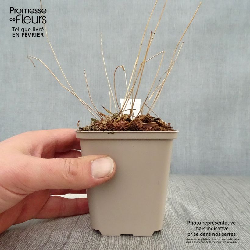 Epimedium acuminatum - Barrenwort 8/9 cm pot sample as delivered in winter