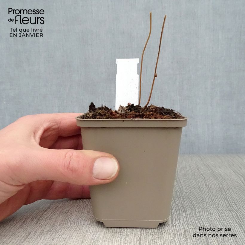 Epimedium alpinum - Barrenwort 8/9 cm pot sample as delivered in winter