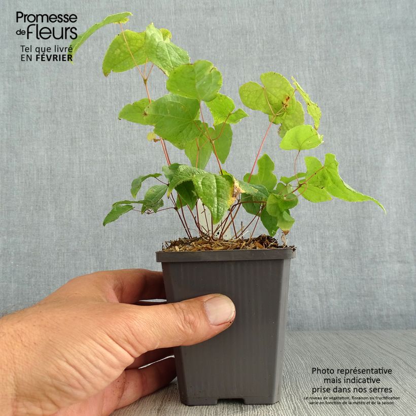 Epimedium Asiatic hybrid - Barrenwort 8/9 cm pot sample as delivered in autumn