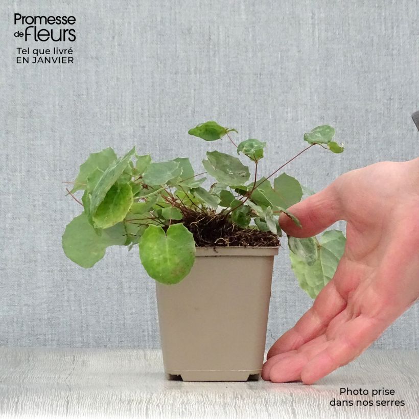 Epimedium davidii - Barrenwort 8/9 cm pot sample as delivered in winter