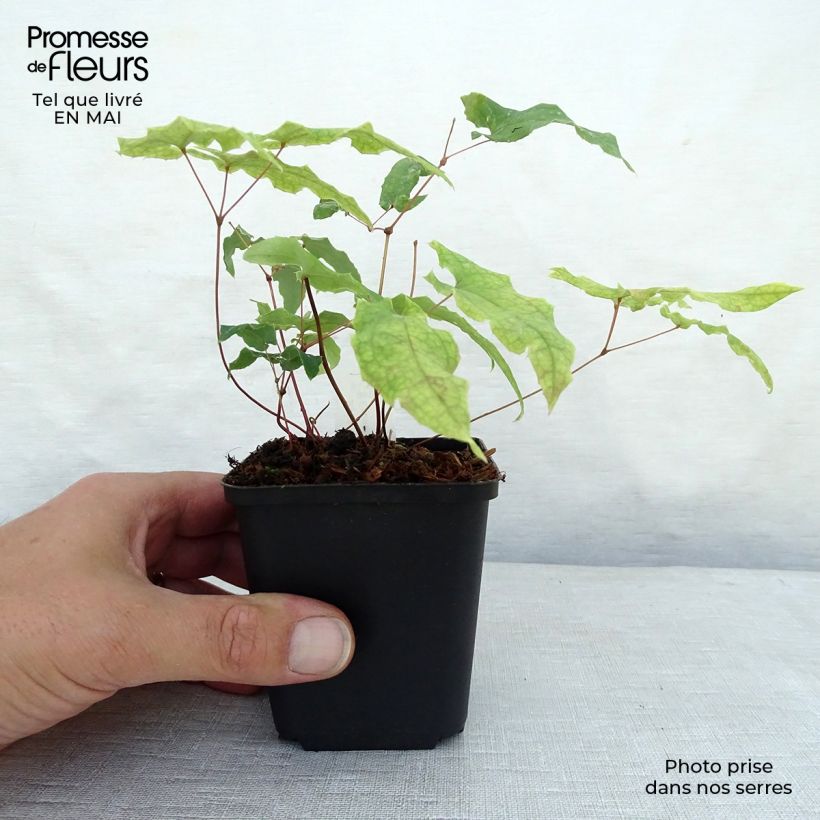 Epimedium dolichostemon - Barrenwort 8/9 cm pot sample as delivered in spring