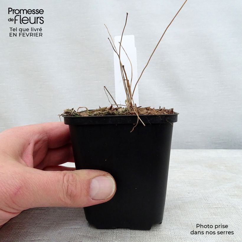 Epimedium Beni-kujaku - Barrenwort 8/9 cm pot sample as delivered in winter