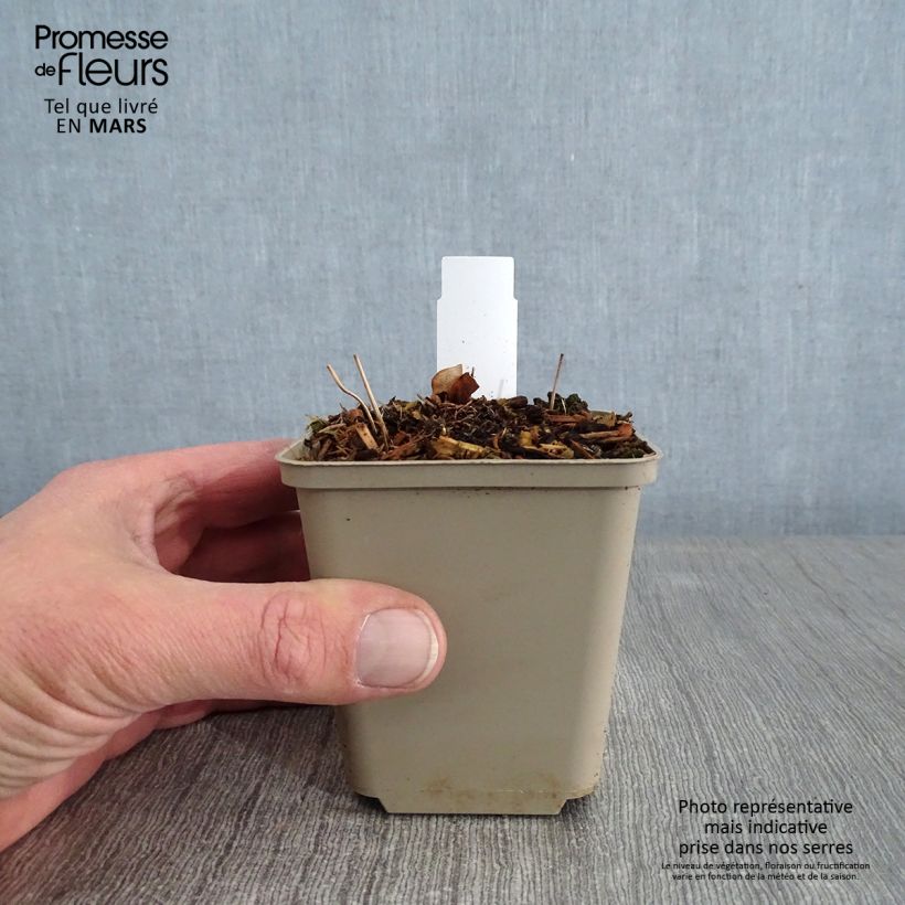 Epimedium grandiflorum - Fairy Wings 8/9 cm pot sample as delivered in winter