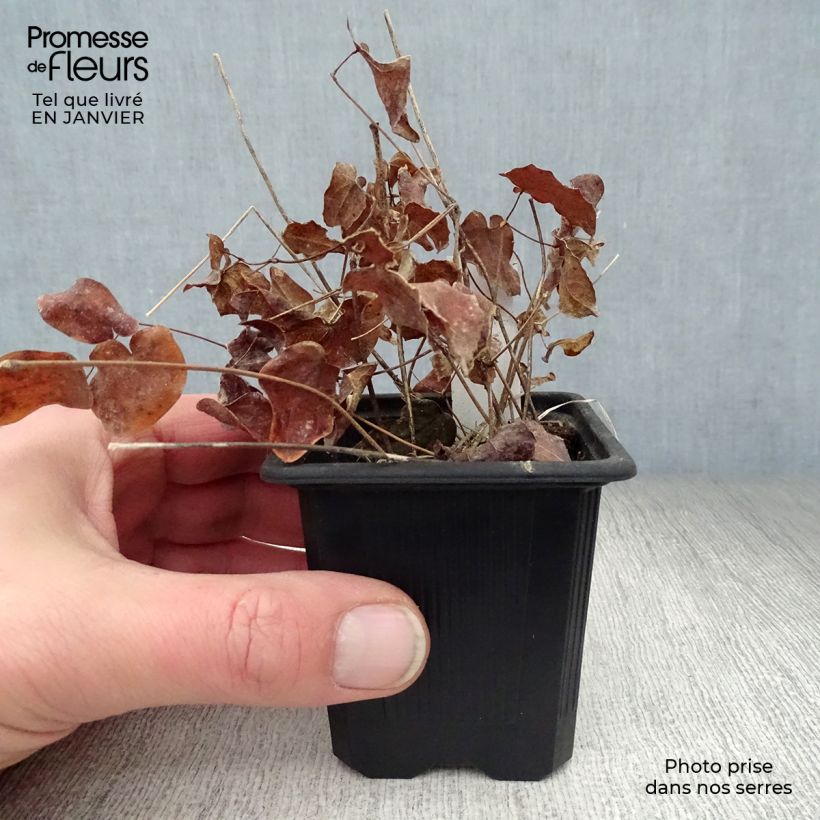 Epimedium grandiflorum Lilafee - Fairy Wings 8/9 cm pot sample as delivered in winter