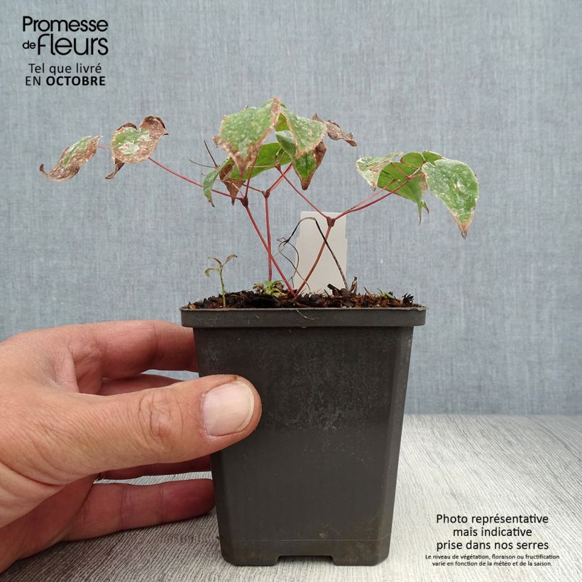Epimedium grandiflorum Purple Pixie - Fairy Wings 8/9 cm pot sample as delivered in autumn