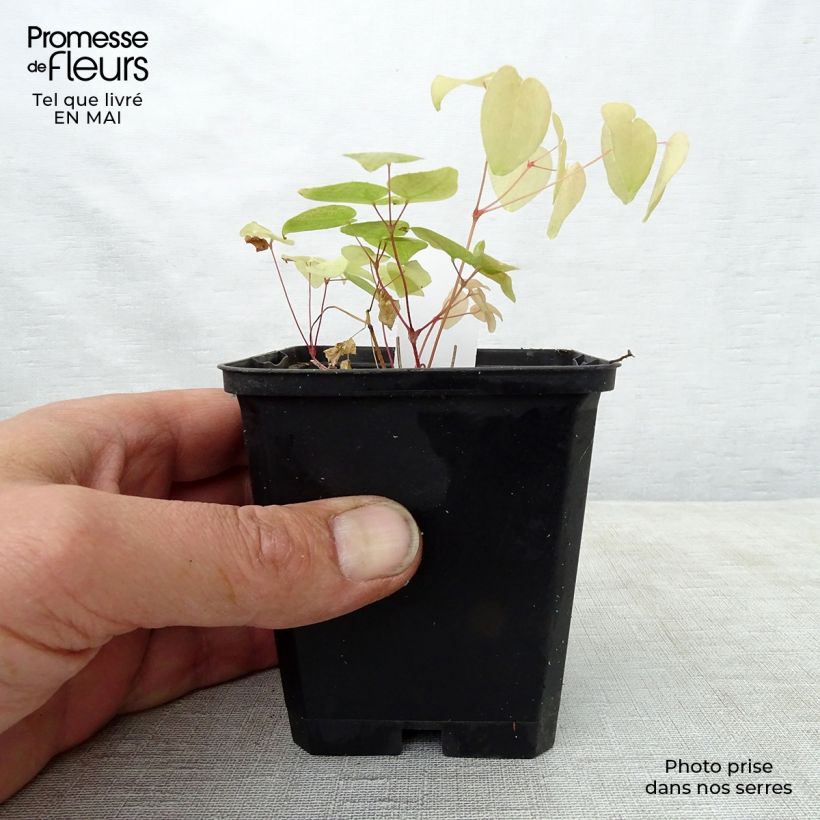 Epimedium grandiflorum Red Beauty - Fairy Wings 8/9 cm pot sample as delivered in spring