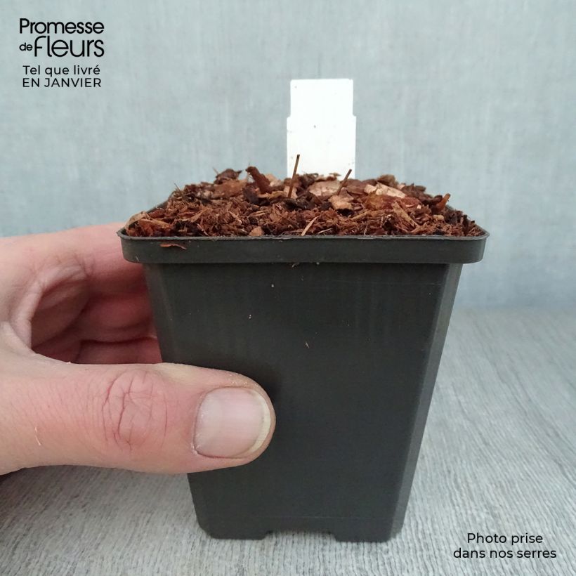 Epimedium grandiflorum Red Beauty - Fairy Wings 8/9 cm pot sample as delivered in winter