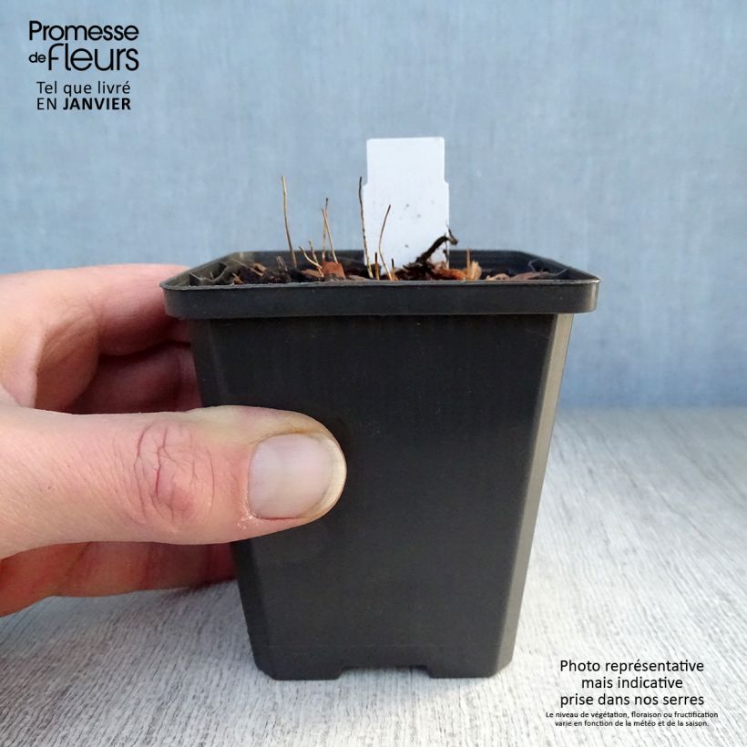 Epimedium Shiho - Barrenwort 8/9 cm pot sample as delivered in winter