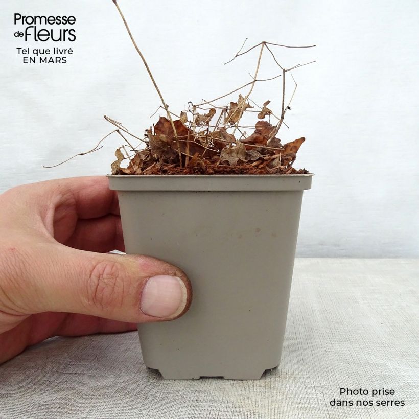 Epimedium Shiho - Barrenwort 8/9 cm pot sample as delivered in spring