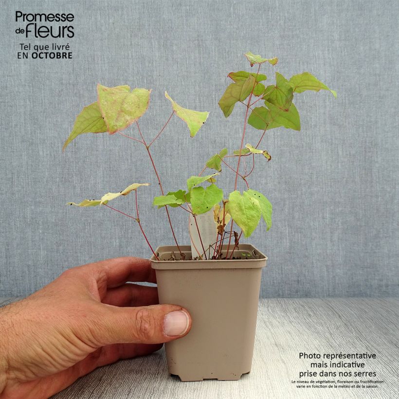 Epimedium Pink Elf - Barrenwort 8/9 cm pot sample as delivered in autumn