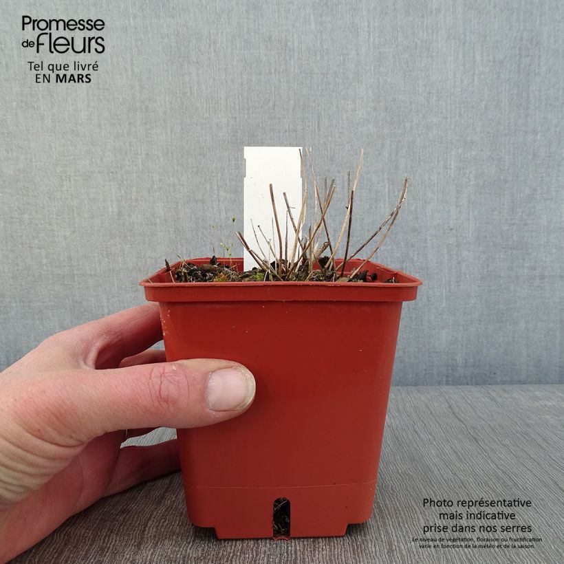 Epimedium Pink Elf - Barrenwort 1L/1.5L pot sample as delivered in winter