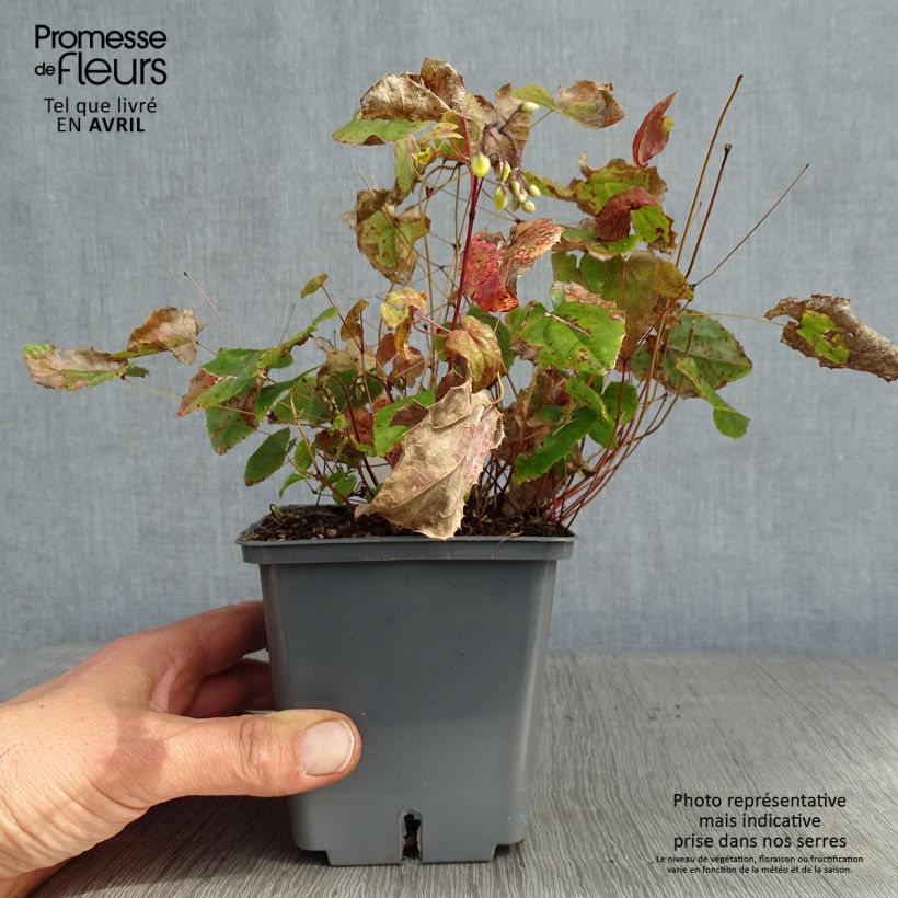 Epimedium platypetalum Sunny and Share - Barrenwort 1L/1.5L pot sample as delivered in spring