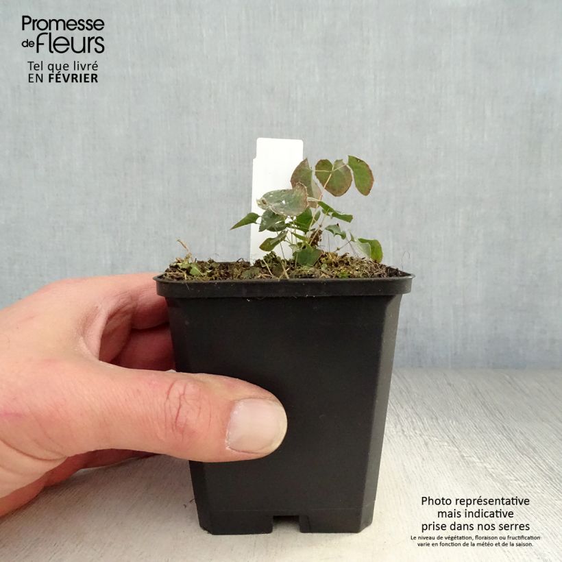 Epimedium perralchicum Fröhnleiten - Barrenwort 8/9 cm pot sample as delivered in winter