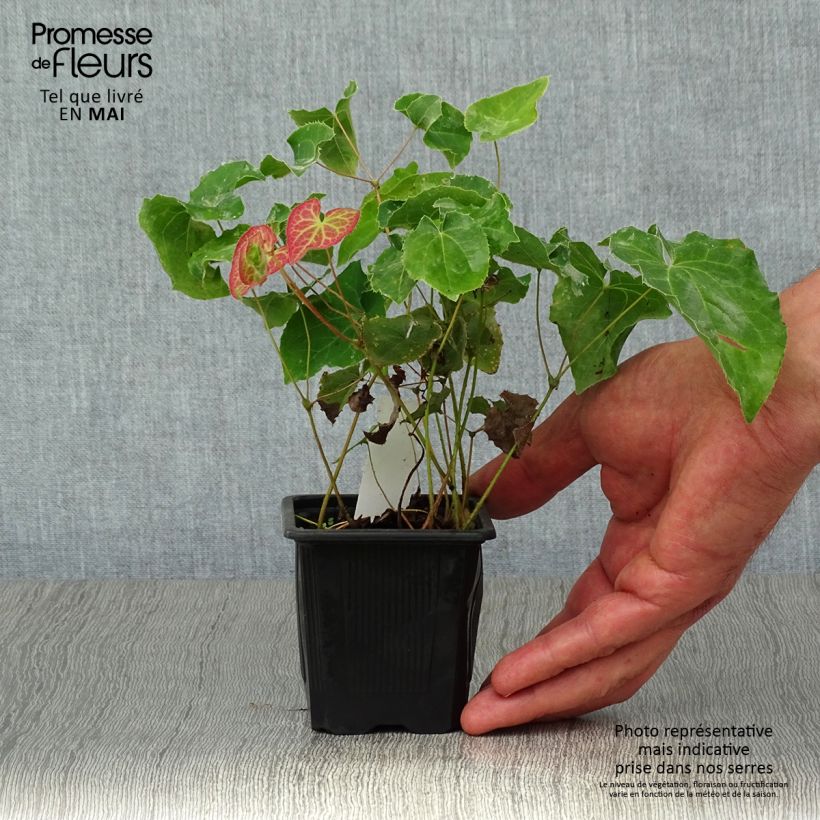 Epimedium perralchicum Fröhnleiten - Barrenwort 8/9 cm pot sample as delivered in spring