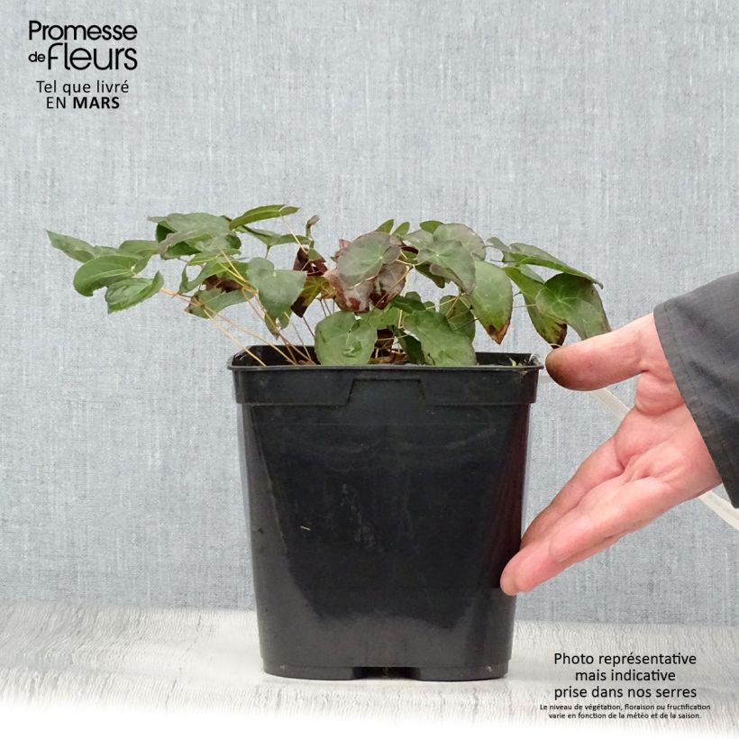 Epimedium perralchicum Fröhnleiten - Barrenwort 2L/3L pot sample as delivered in spring