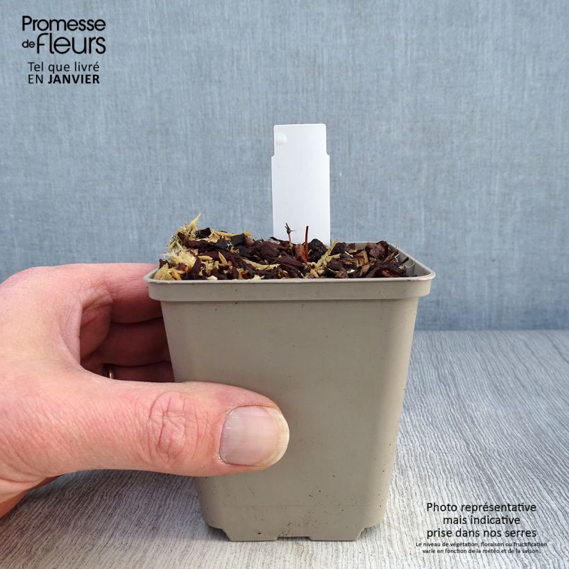 Epimedium pinnatum subsp. colchicum Black Sea - Barrenwort 8/9 cm pot sample as delivered in winter