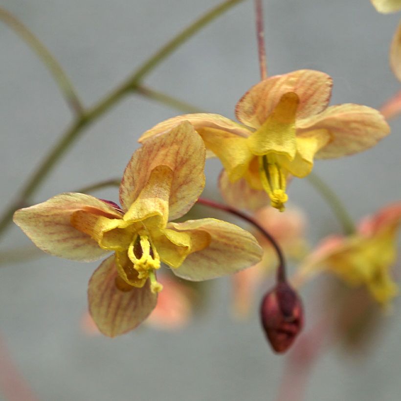 Epimedium pinnatum subsp. colchicum Black Sea - Barrenwort (Flowering)