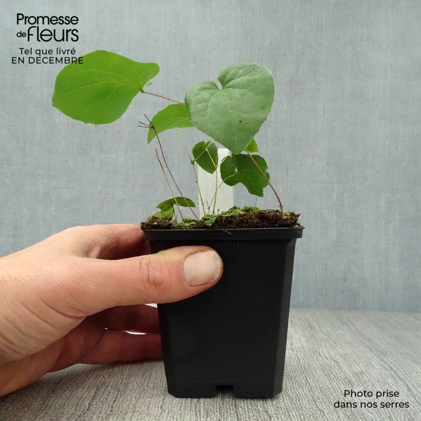 Epimedium pubigerum Orangekönigin - Barrenwort 8/9 cm pot sample as delivered in winter