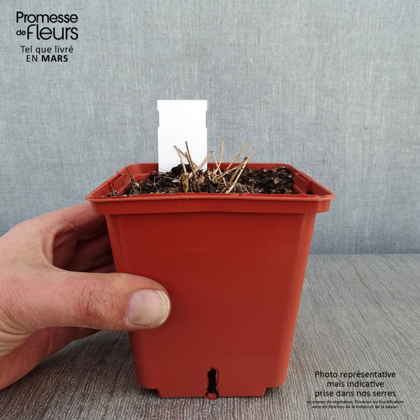 Epimedium rubrum Galadriel - Barrenwort 1L/1.5L pot sample as delivered in winter