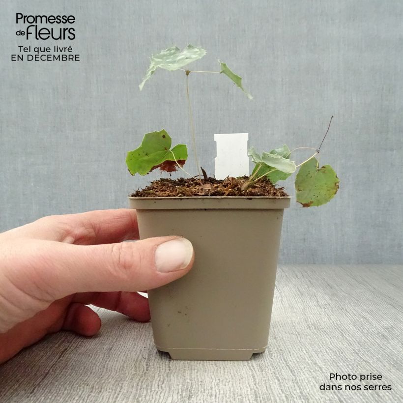 Epimedium stellulatum Wudang Star - Barrenwort 8/9 cm pot sample as delivered in winter