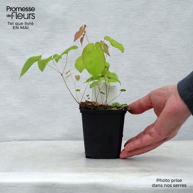 Epimedium x warleyense Ellen willmott - Barrenwort 8/9 cm pot sample as delivered in spring