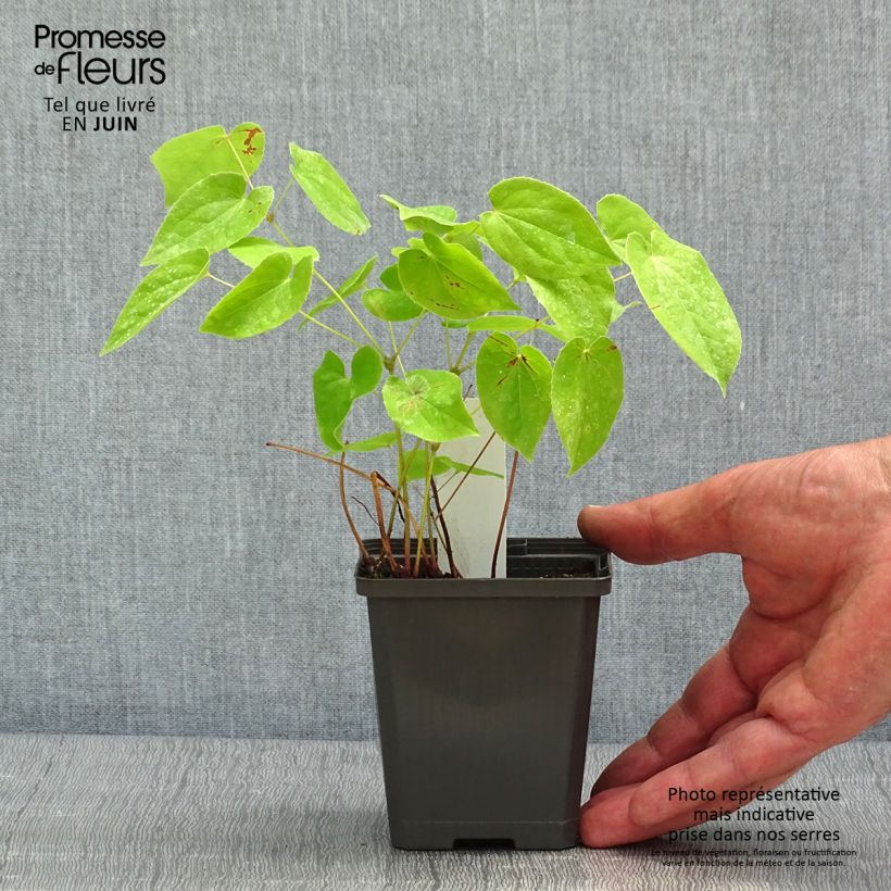 Epimedium x warleyense - Barrenwort 8/9 cm pot sample as delivered in spring