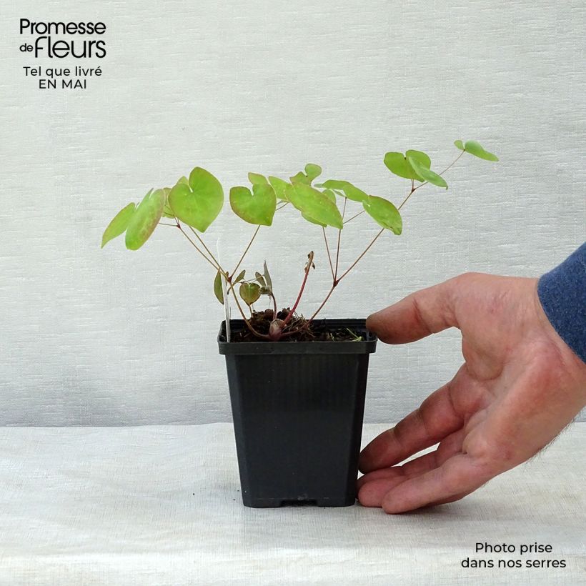 Epimedium x versicolor Sulphureum - Barrenwort 7/8 cm pot sample as delivered in spring