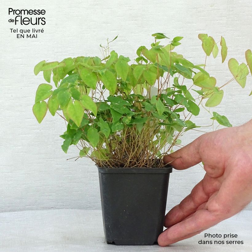 Epimedium x youngianum Merlin - Barrenwort 8/9 cm pot sample as delivered in spring