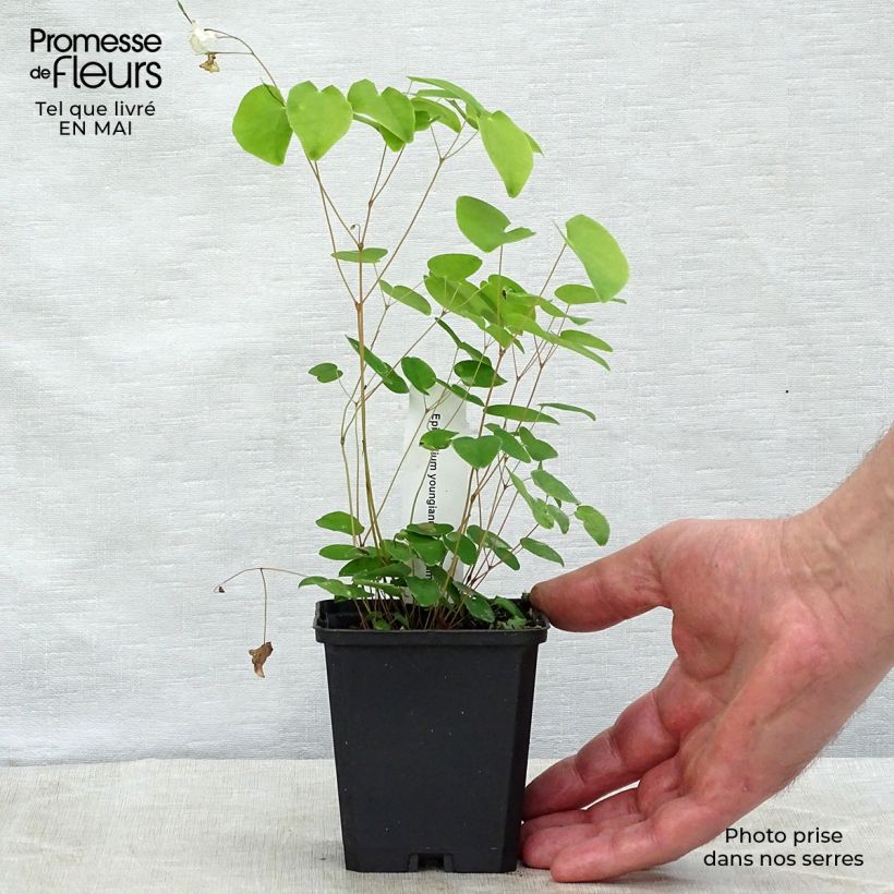 Epimedium x youngianum Niveum - Barrenwort 8/9 cm pot sample as delivered in spring