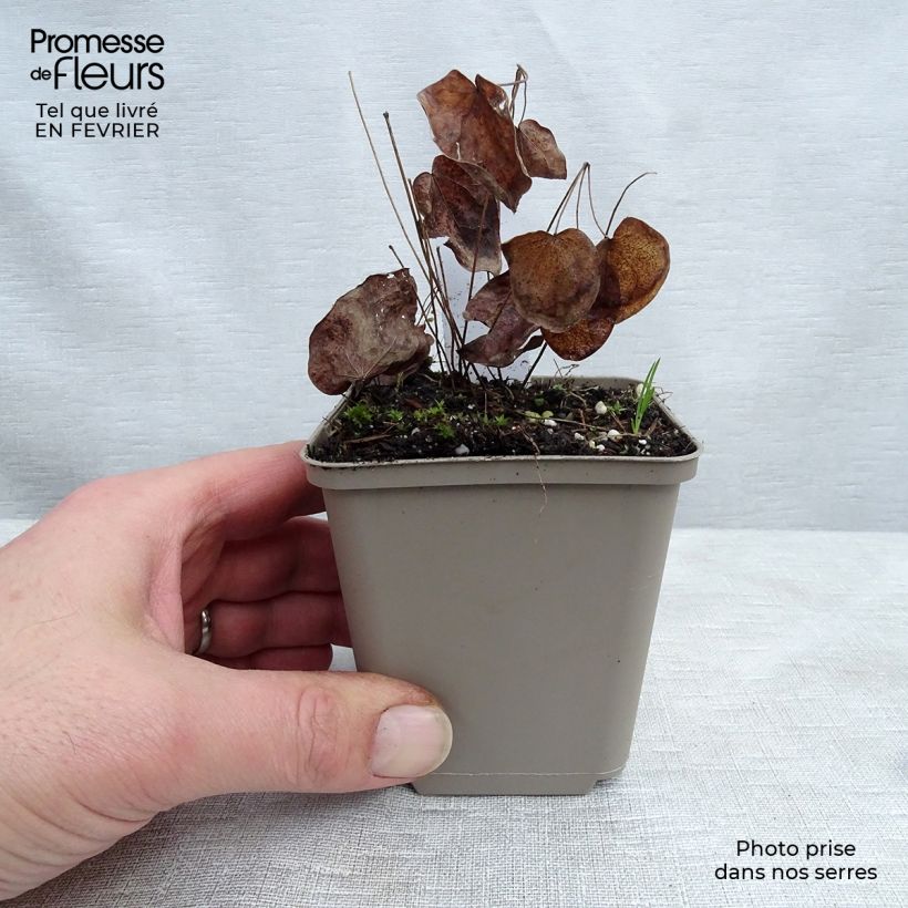 Epimedium x youngianum Roseum - Barrenwort 8/9 cm pot sample as delivered in winter