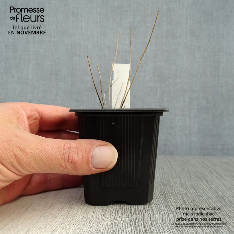 Epimedium x youngianum Roseum - Barrenwort 8/9 cm pot sample as delivered in autumn