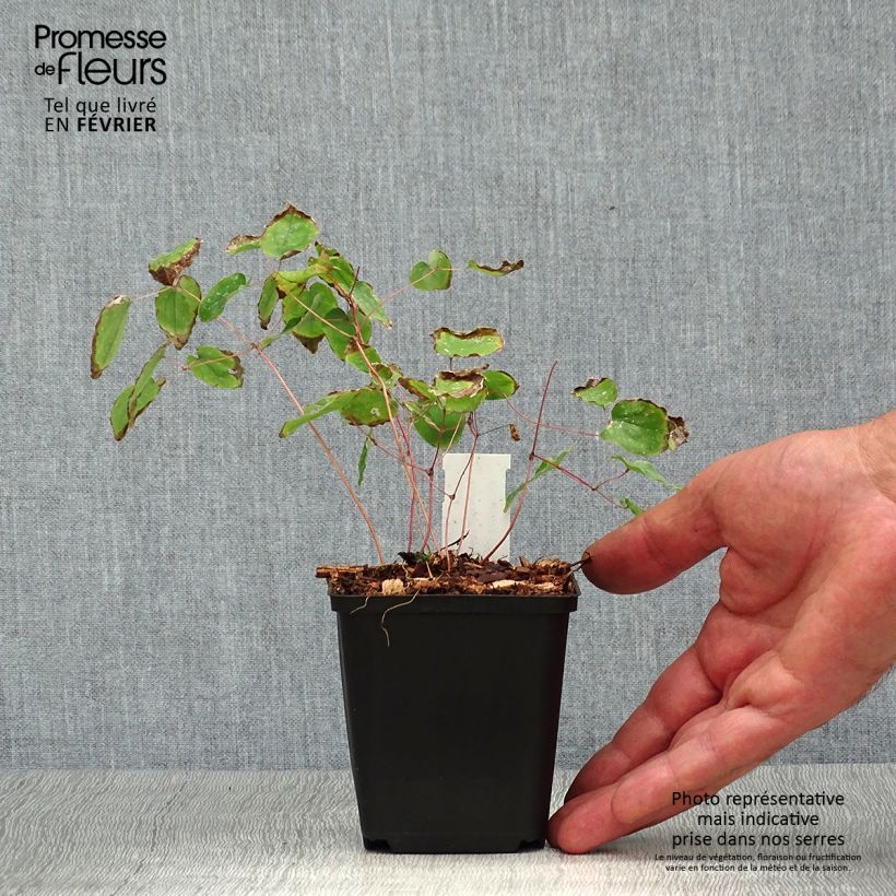 Epimedium x youngianum Yenomoto - Barrenwort 8/9 cm pot sample as delivered in autumn