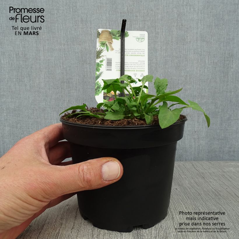 Strawberry Spinach - Chenopodium capitatum 1.5L/2L pot sample as delivered in spring