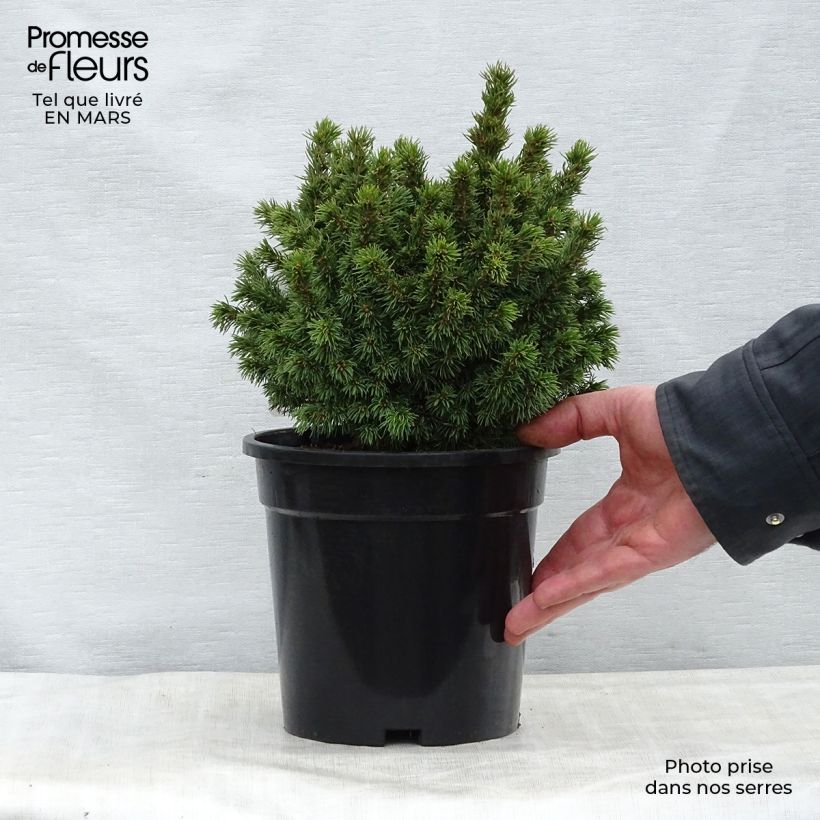 Picea glauca Alberta Globe - White Spruce 2L/3L pot sample as delivered in spring