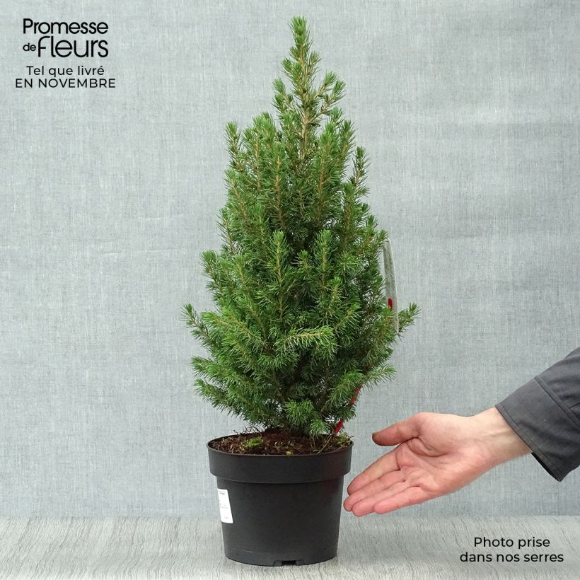 Picea glauca Conica - White Spruce 2L/3L pot sample as delivered in autumn